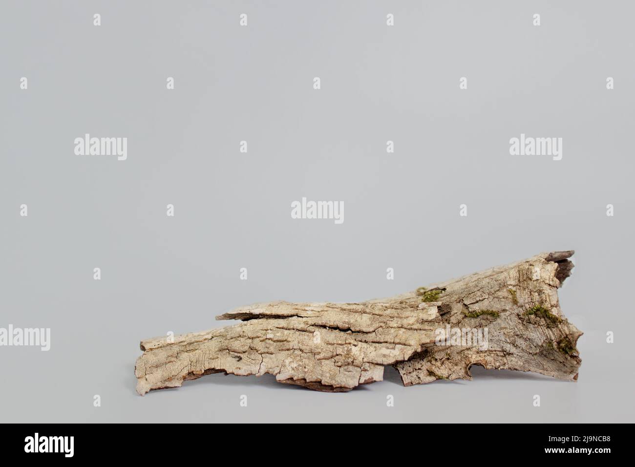 empty bark of tree podium minimalism on grey background. Copy space, place for text  Stock Photo