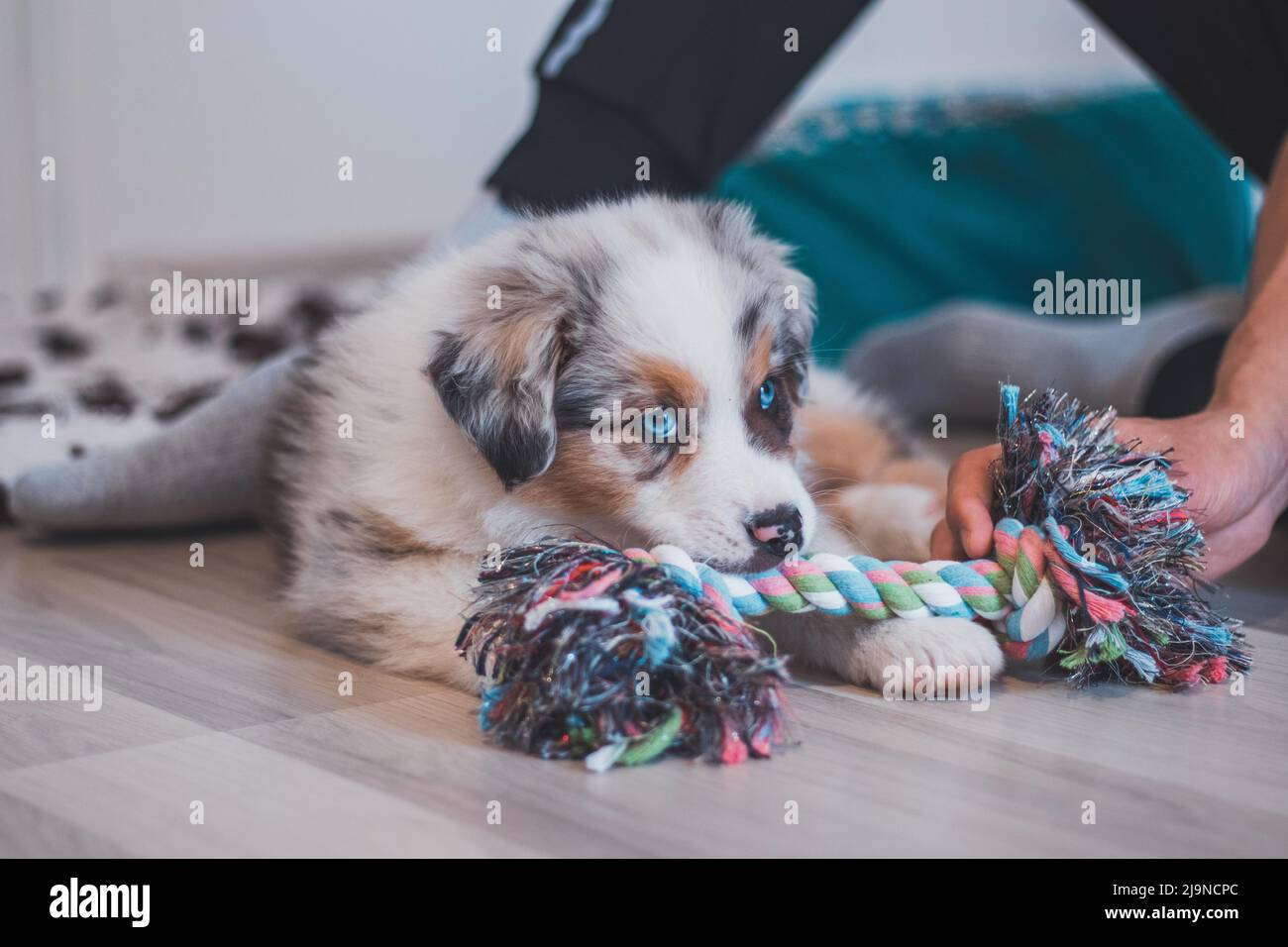 Tired Australian Shepherd puppy rests on her blanket and enjoys dreamland. The brown and black and white puppy looks bored and waits for some action. Stock Photo
