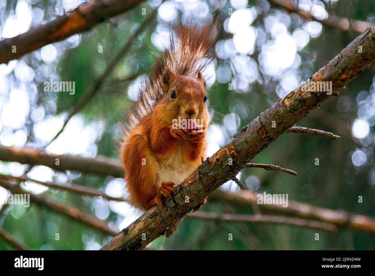 Red squirrel eats a nut Stock Photo