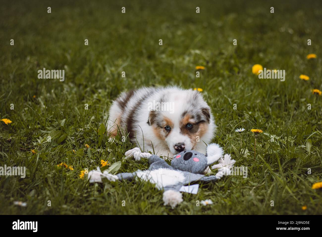 Australian Shepherd puppy romps around the garden with his toy. A mischievous female Canis lupus breed. Blue merle running around outside. Stock Photo