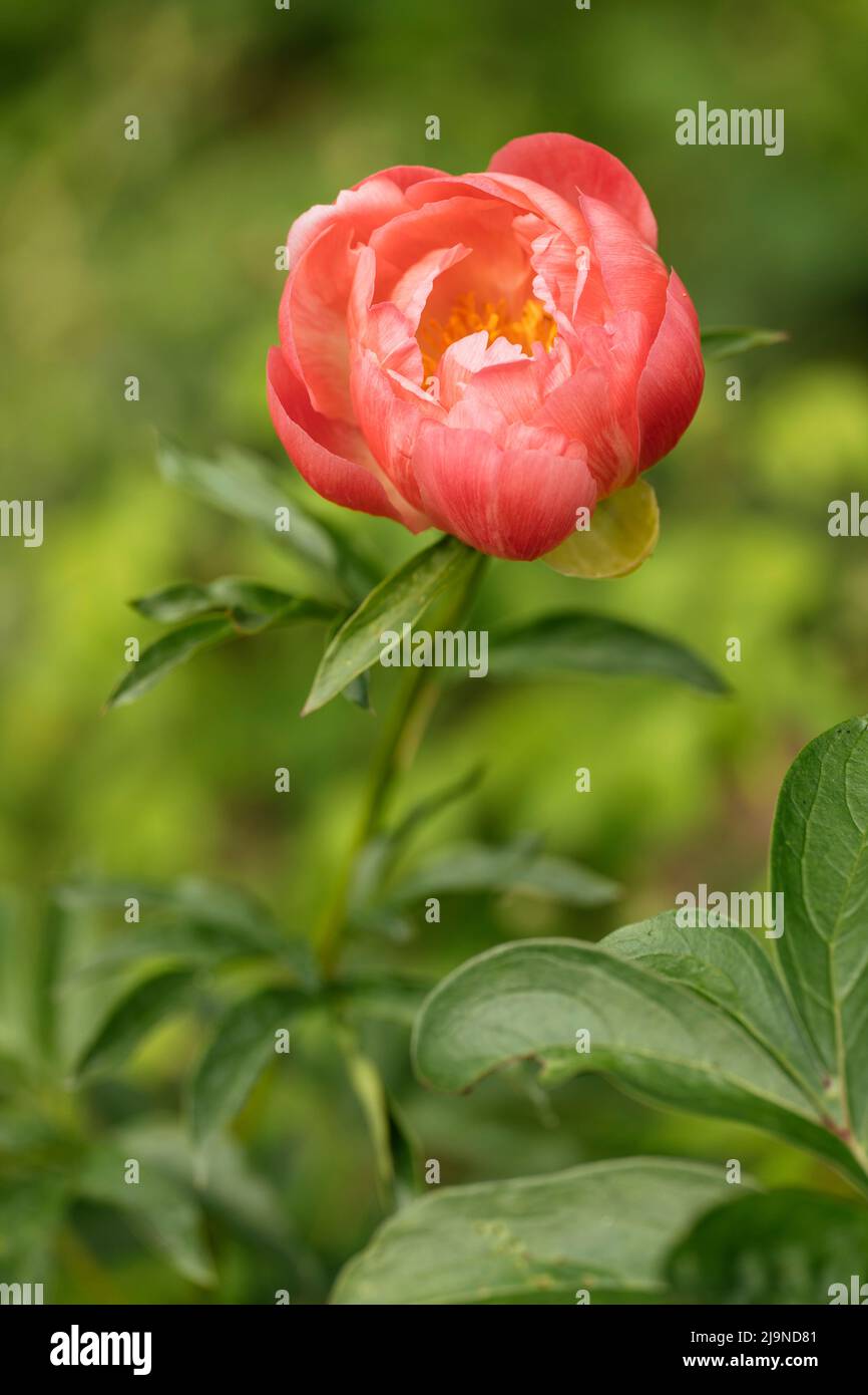 Peach colored peony flower Stock Photo
