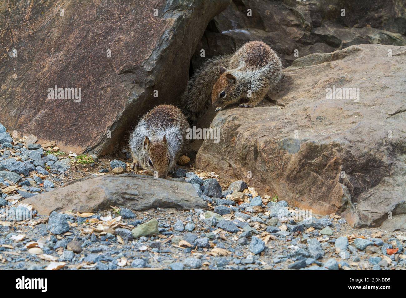 Two young Beechey or California ground squirrels (Otospermophilus beecheyi) search for food among the rocks at a popular tourist spot in Oregon, USA. Stock Photo