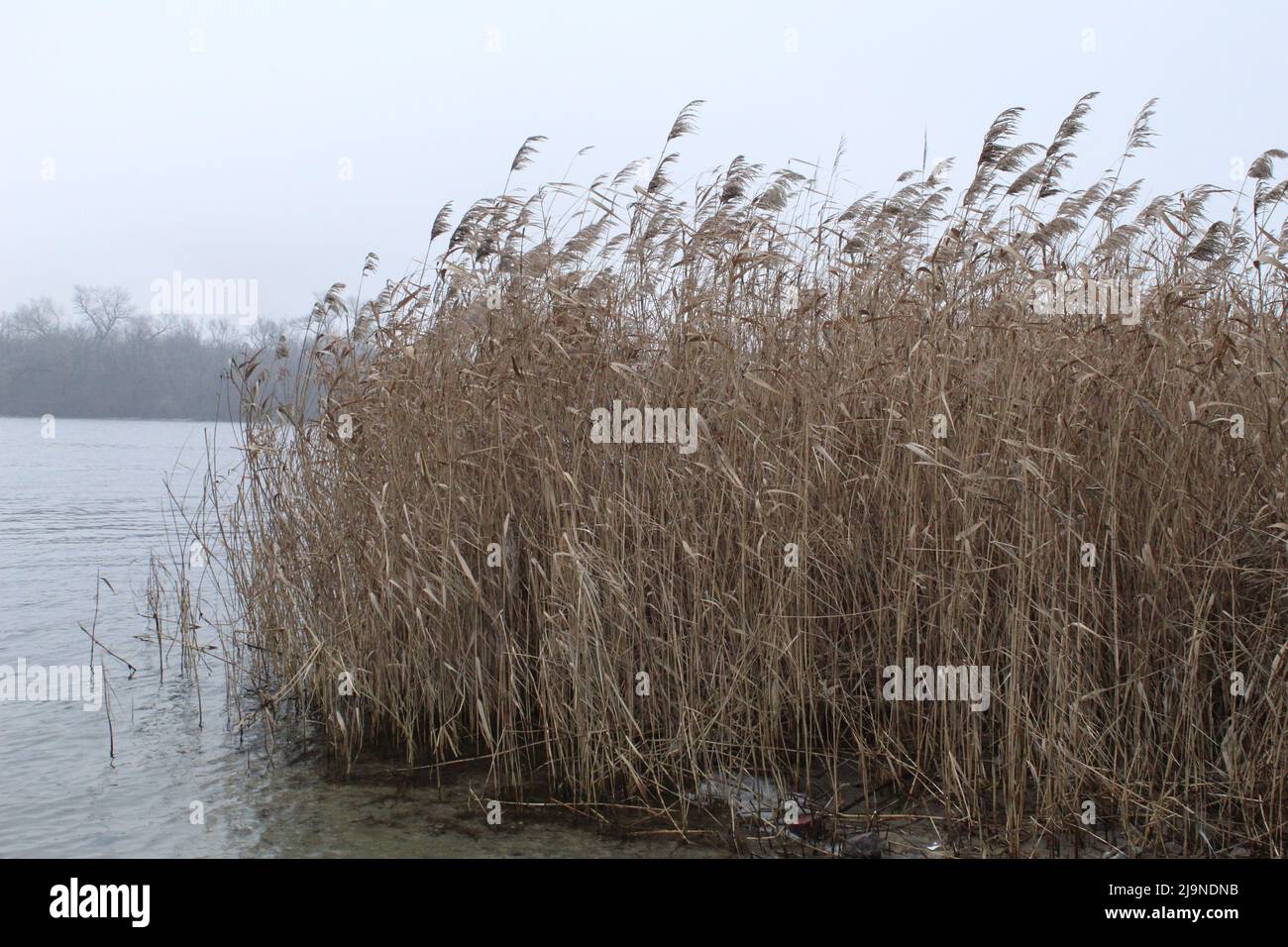 Thickets of reeds on the river bank Stock Photo