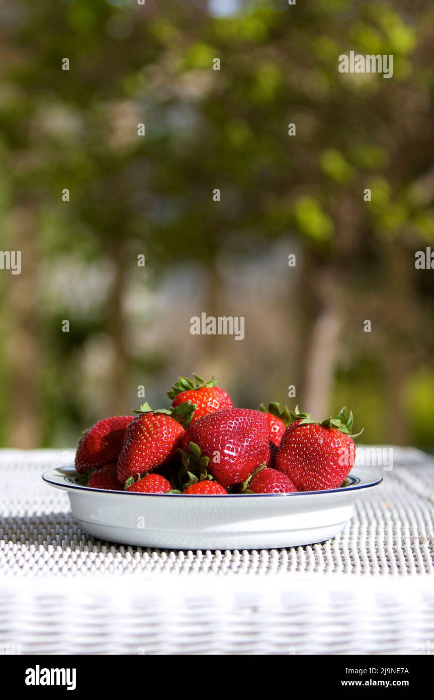 Freshly picked strawberries in a blue and white bowl on a white wicker ...