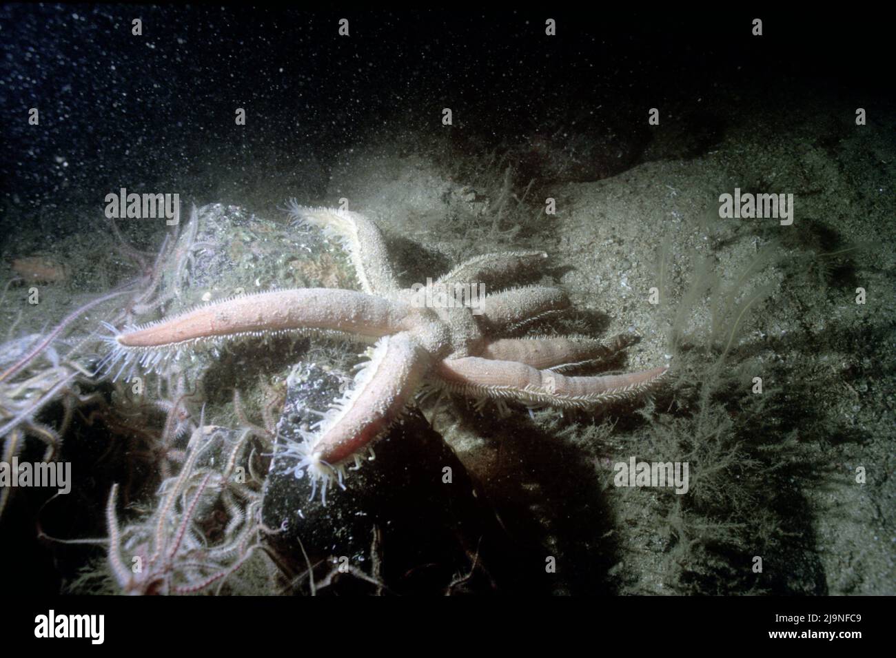 Seven-armed Starfish - Luidia ciliaris, Echinoderms, predator, scavenger, moves around on tubular legs, Brittlestars (Ophiuroidea)  St Abbs UK 1989 Stock Photo