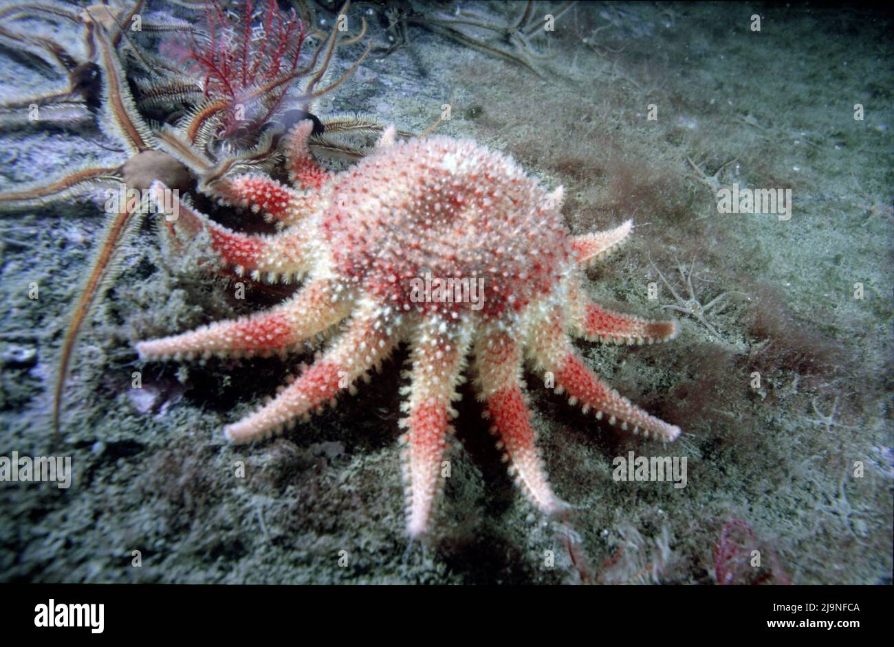 Common Sunstar or Crossaster are Echinoderms. Red and orange feed by extruding their stomachs.  Brittle stars and red feather star  St Abbs.UK 1988 Stock Photo