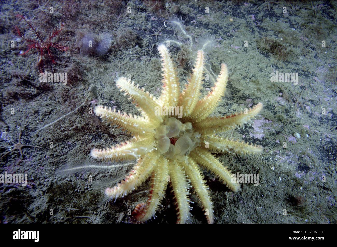 Common sunstar or crossaster are echinoderms red and orange feed hires