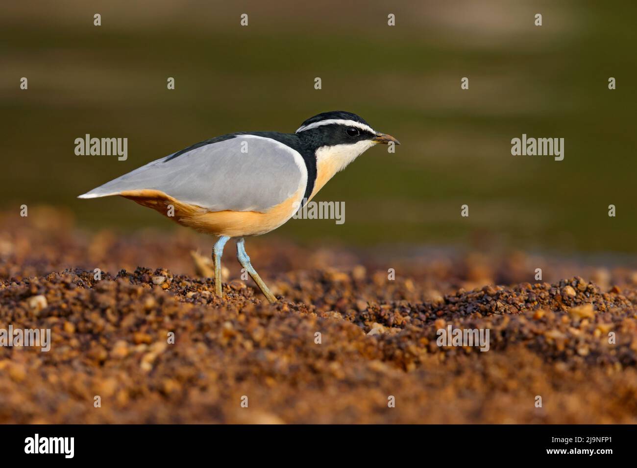 An adult Egyptian Plover (Pluvianus aegyptius) walking on the shore of the River Gambia in Senegal Stock Photo