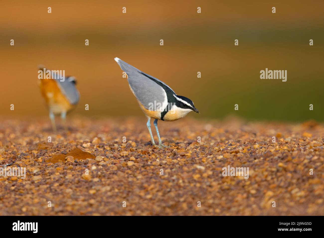 A pair of adult Egyptian Plovers (Pluvianus aegyptius) on the shore of the River Gambia in Senegal Stock Photo