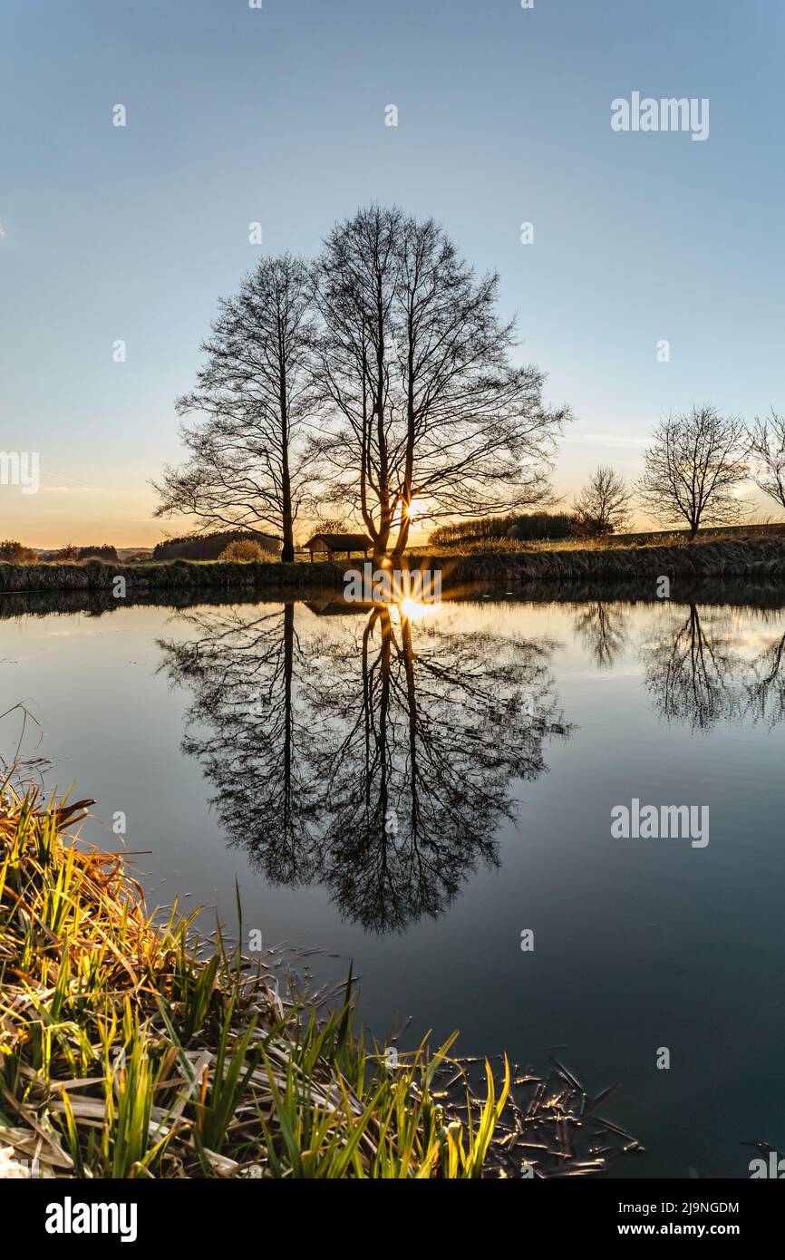 Beautiful old tree with sunrays reflected in water.Rural spring landscape with trees against blue sky at sunset.Peaceful and suitable atmosphere Stock Photo