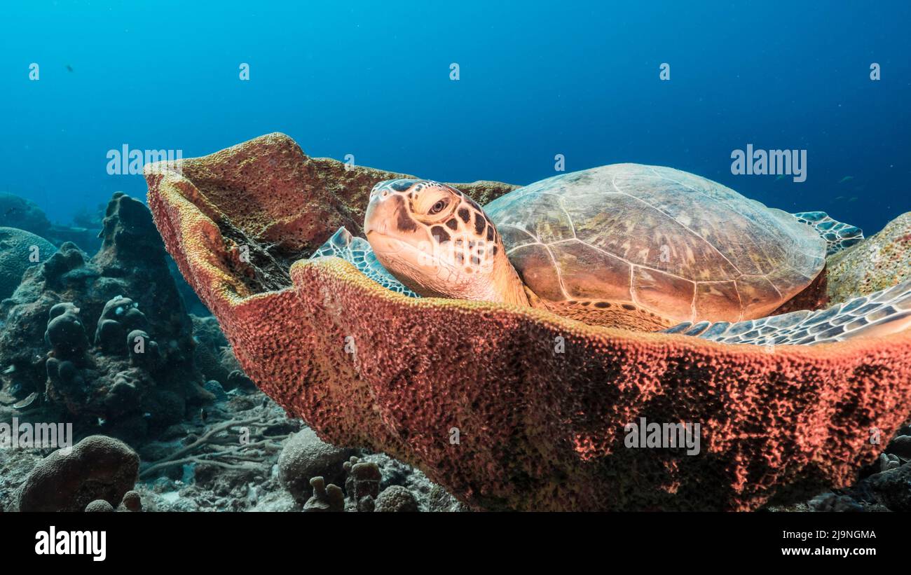 Seascape with Green Sea Turtle resting in Bell Sponge in the Caribbean