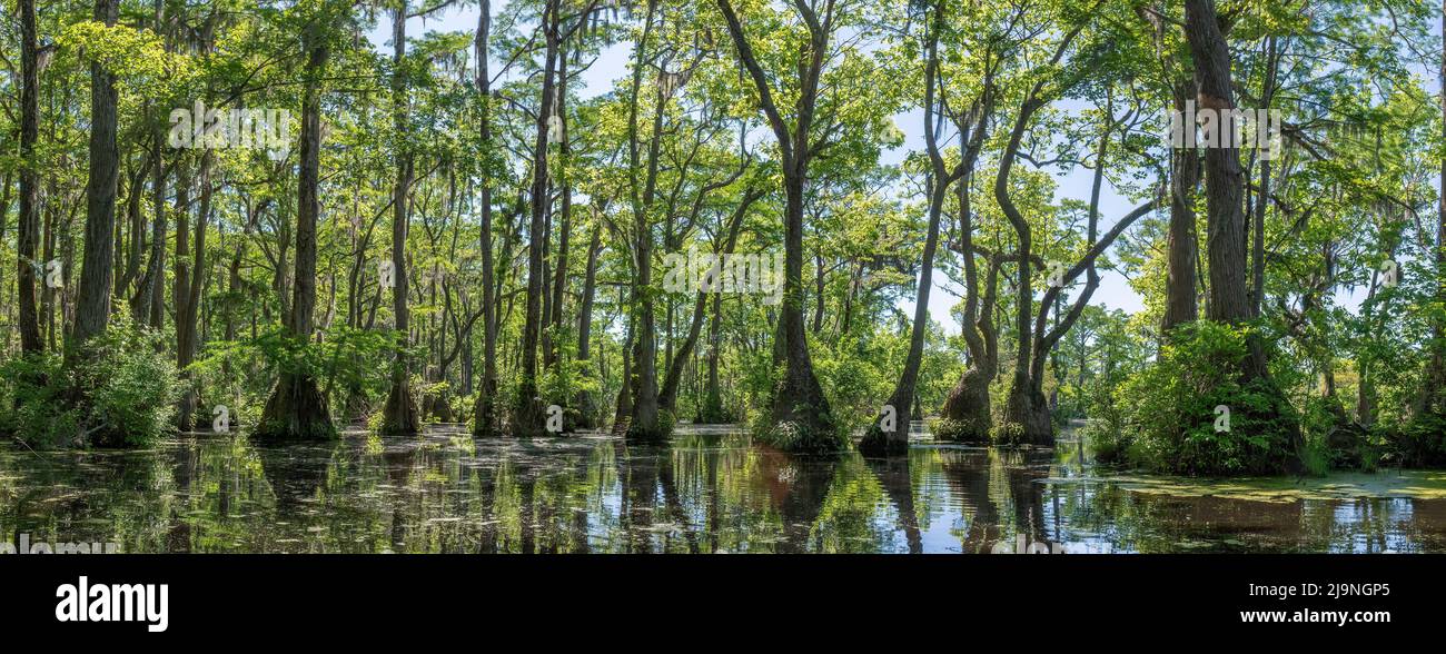 Merchant's Millpond State Park in northeastern North Carolina in late May. Dominant trees are water tupelo (Nyssa aquatica) and baldcypress (Taxodium Stock Photo