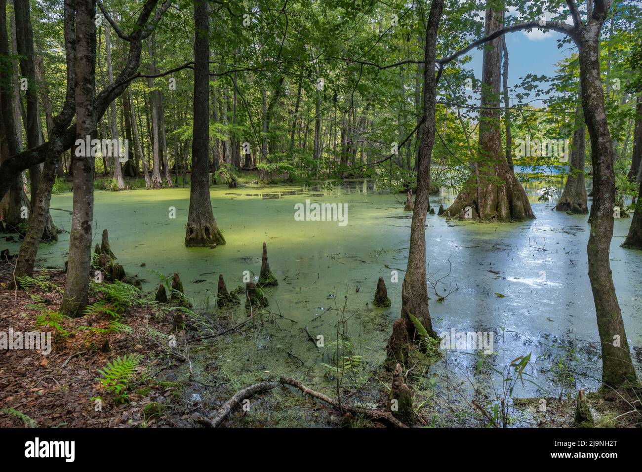 Shoreline of Merchant's Millpond State Park in northeastern North Carolina in late May. Water covered in common duckweed (Lemma minor). Dominant trees Stock Photo