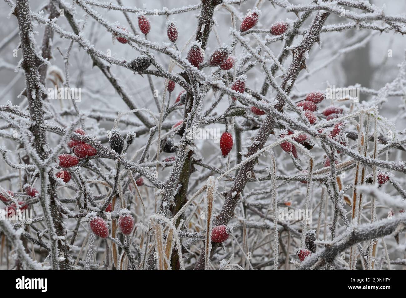 Strauch mit Reif und rote Beeren im Winter Stock Photo Alamy