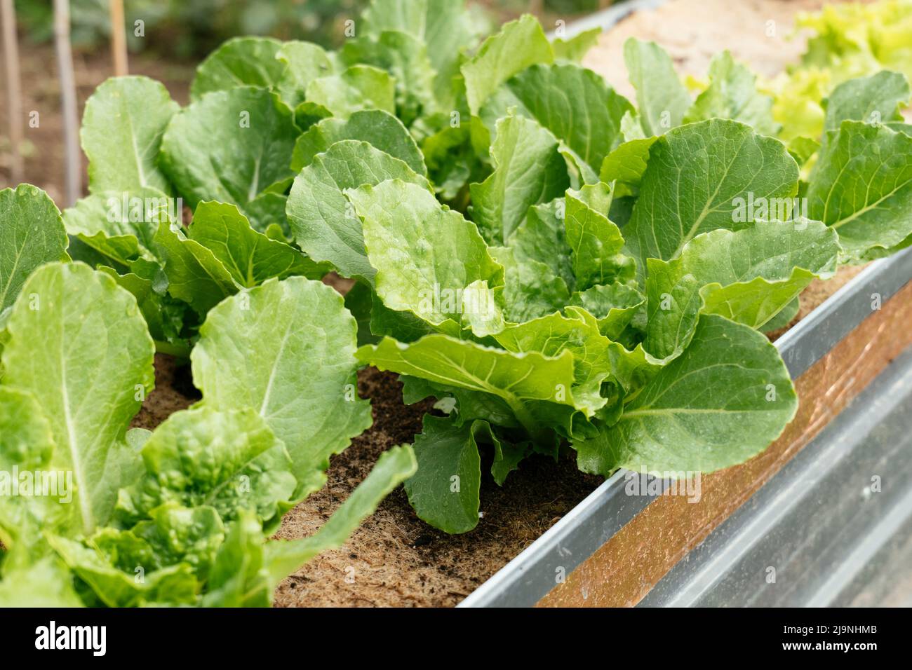 Valmaine romaine lettuce plants growing in a raised bed Stock Photo