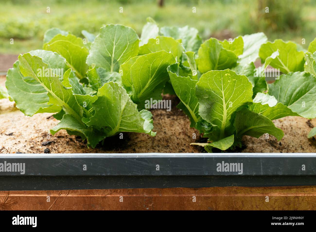 Valmaine romaine lettuce plants growing in a raised bed Stock Photo