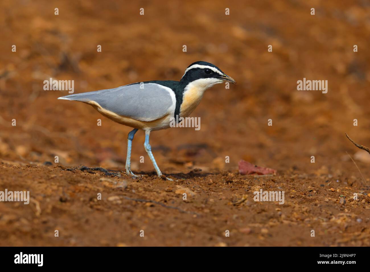 An adult Egyptian Plover (Pluvianus aegyptius) walking on the shore of the River Gambia in Senegal Stock Photo