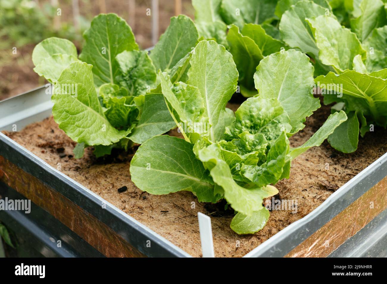 Valmaine romaine lettuce plants growing in a raised bed Stock Photo