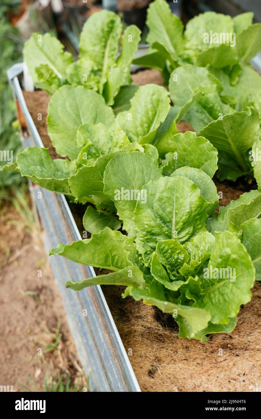 Valmaine romaine lettuce plants growing in a raised bed Stock Photo