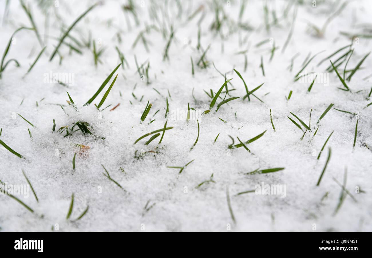 Green grass under the snow. The first snowfall. Grass under fresh
