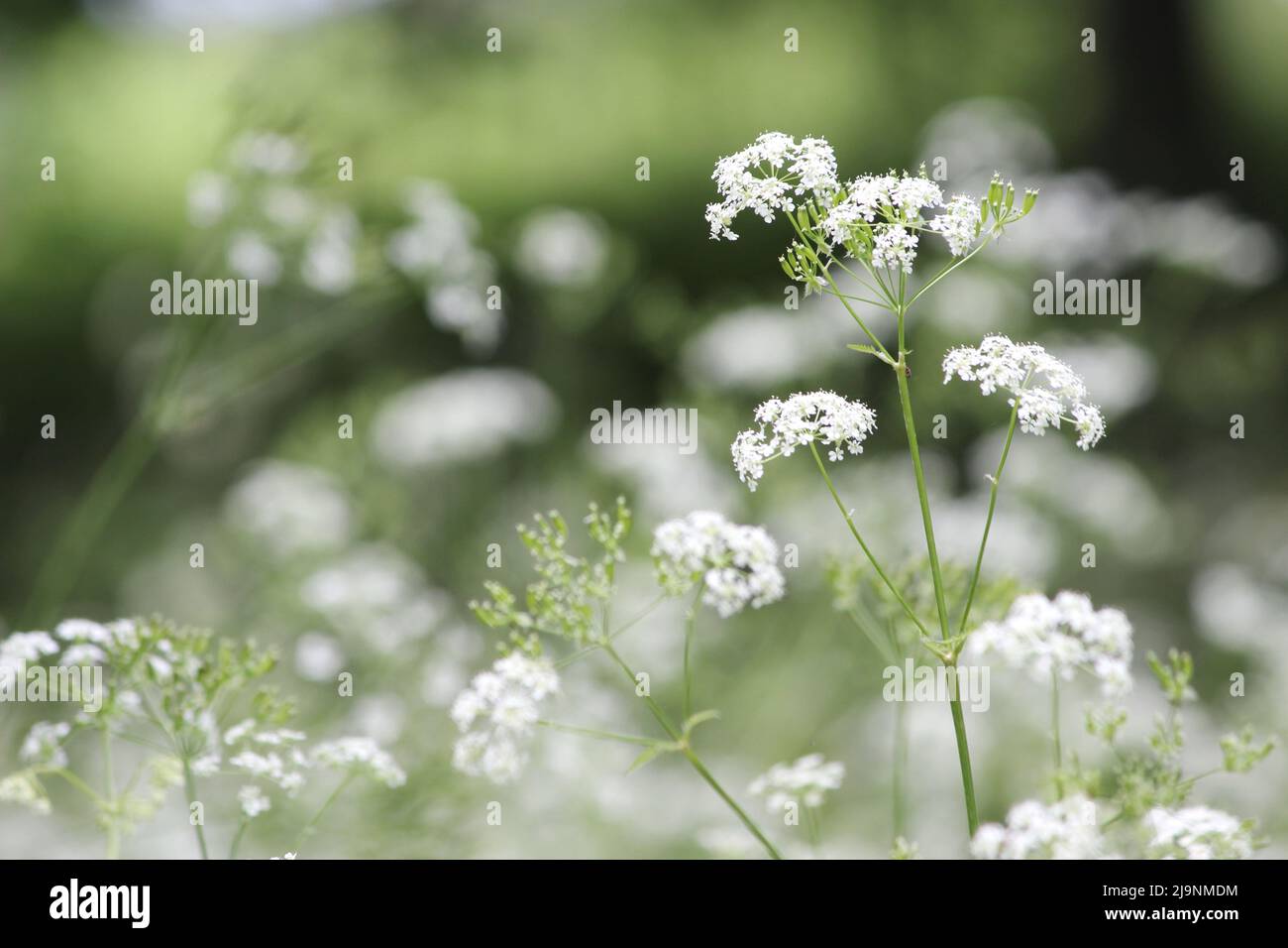 Plant anthriscus sylvestris hi-res stock photography and images - Alamy
