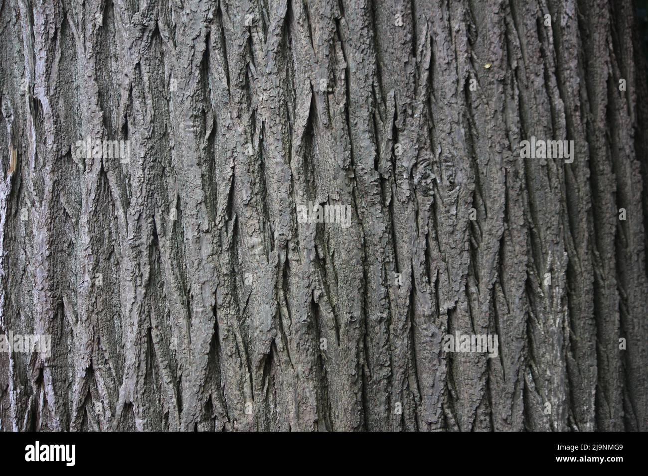 Distinctive bark pattern of the Sweet Chestnut tree (Castanea sativa) Stock Photo