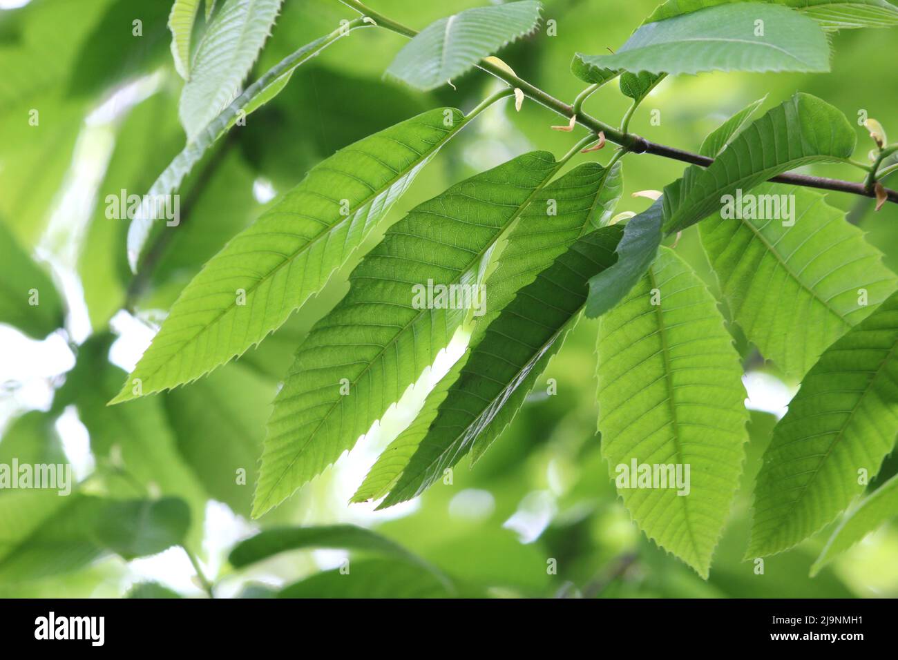 Leaves of a Sweet Chestnut tree (Castanea sativa Stock Photo Alamy