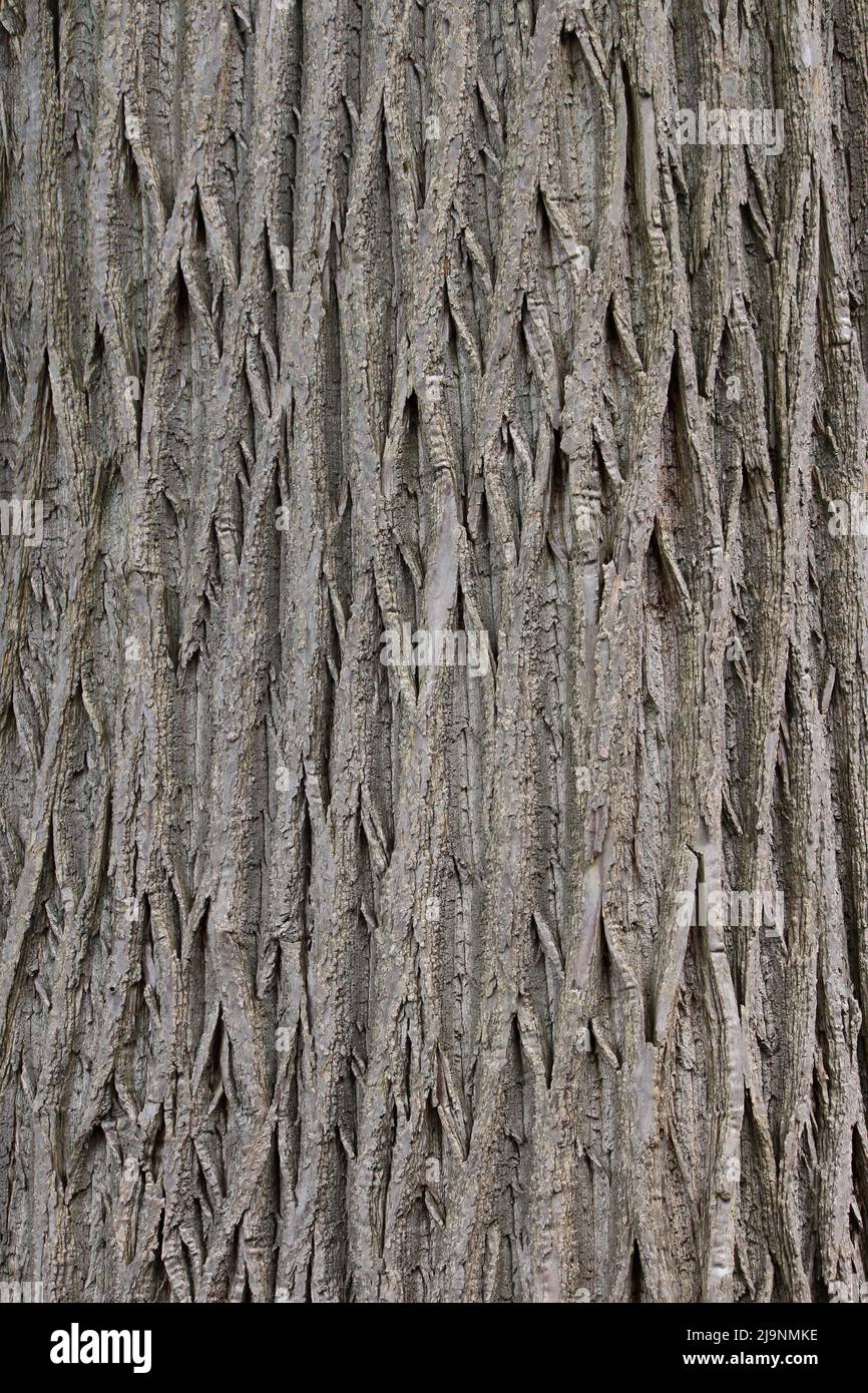 Distinctive bark pattern of the Sweet Chestnut tree (Castanea sativa) Stock Photo