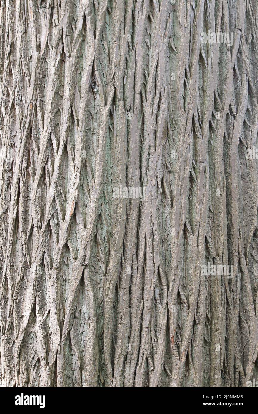 Distinctive bark pattern of the Sweet Chestnut tree (Castanea sativa) Stock Photo
