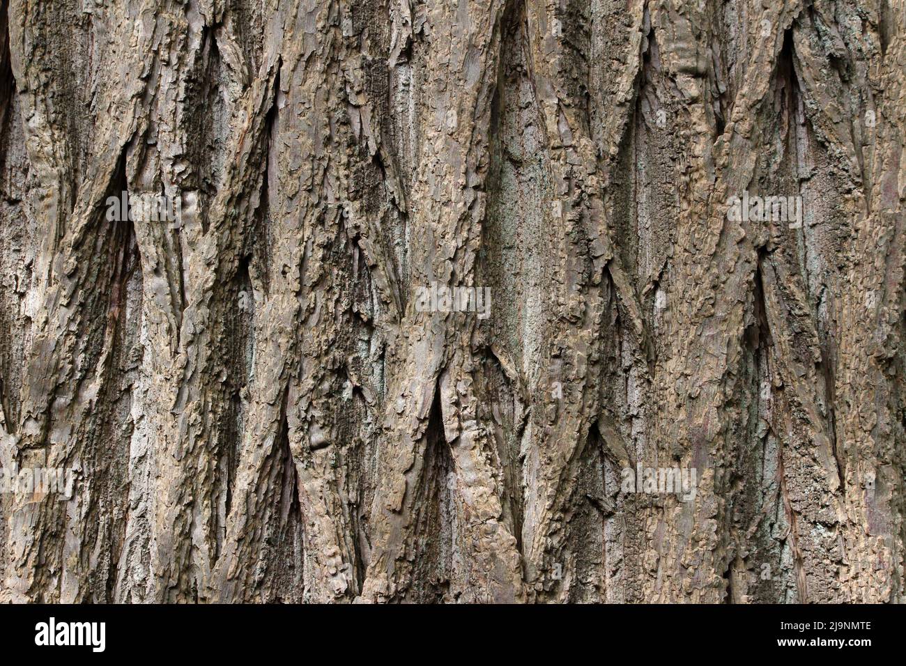 Distinctive bark pattern of the Sweet Chestnut tree (Castanea sativa) Stock Photo