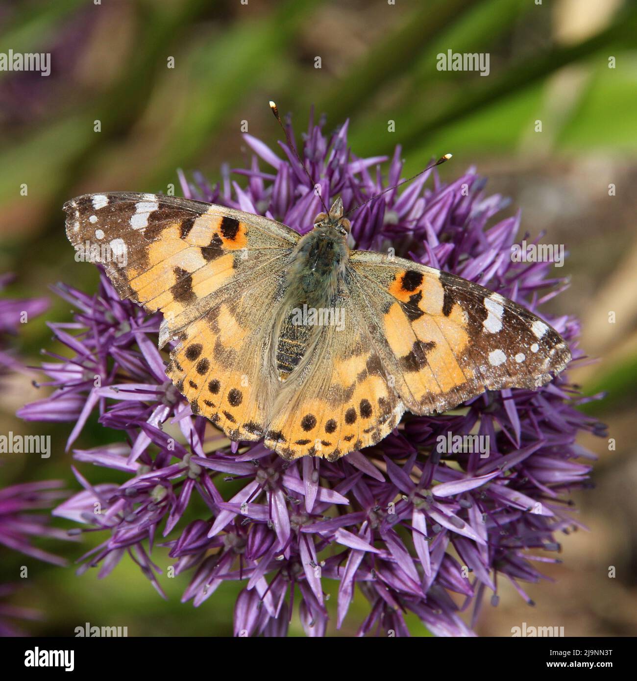 Painted Lady (Vanessa cardui) Stock Photo