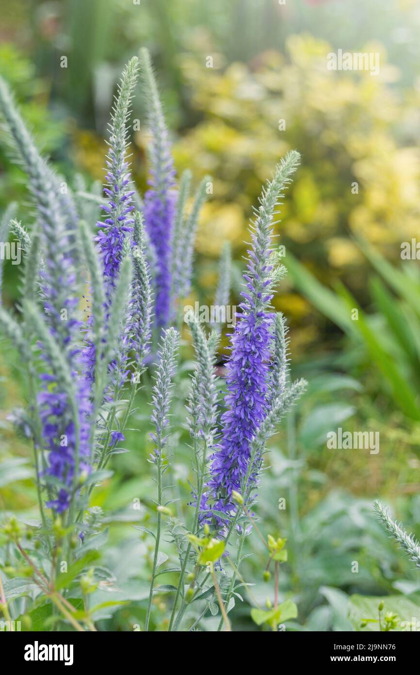 Blue flowers of a beautiful ornamental plant Veronica spicata in a flower bed in a garden. Stock Photo