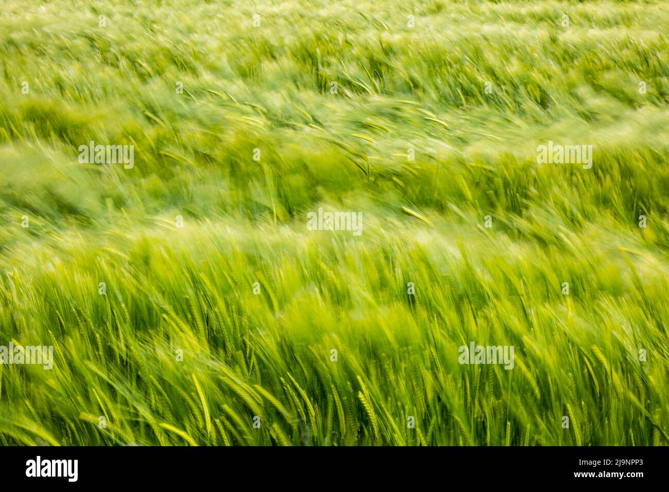 Abstract of a crop field of green barley blowing in the wind on a windy day causing motion blur, Scotland, UK Stock Photo