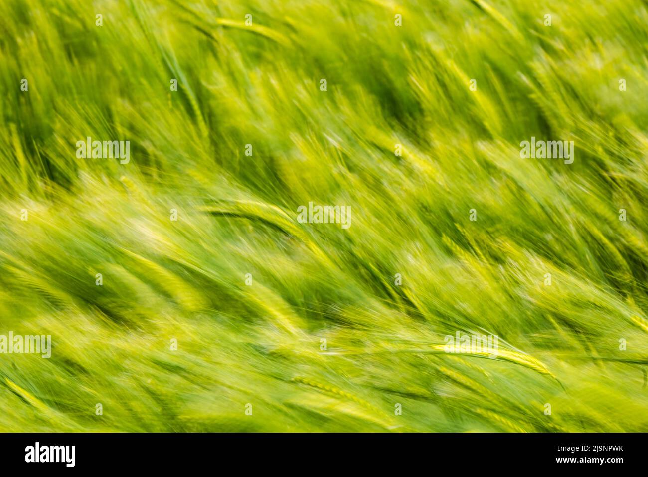 Abstract of a crop field of green barley blowing in the wind on a windy day causing motion blur, Scotland, UK Stock Photo