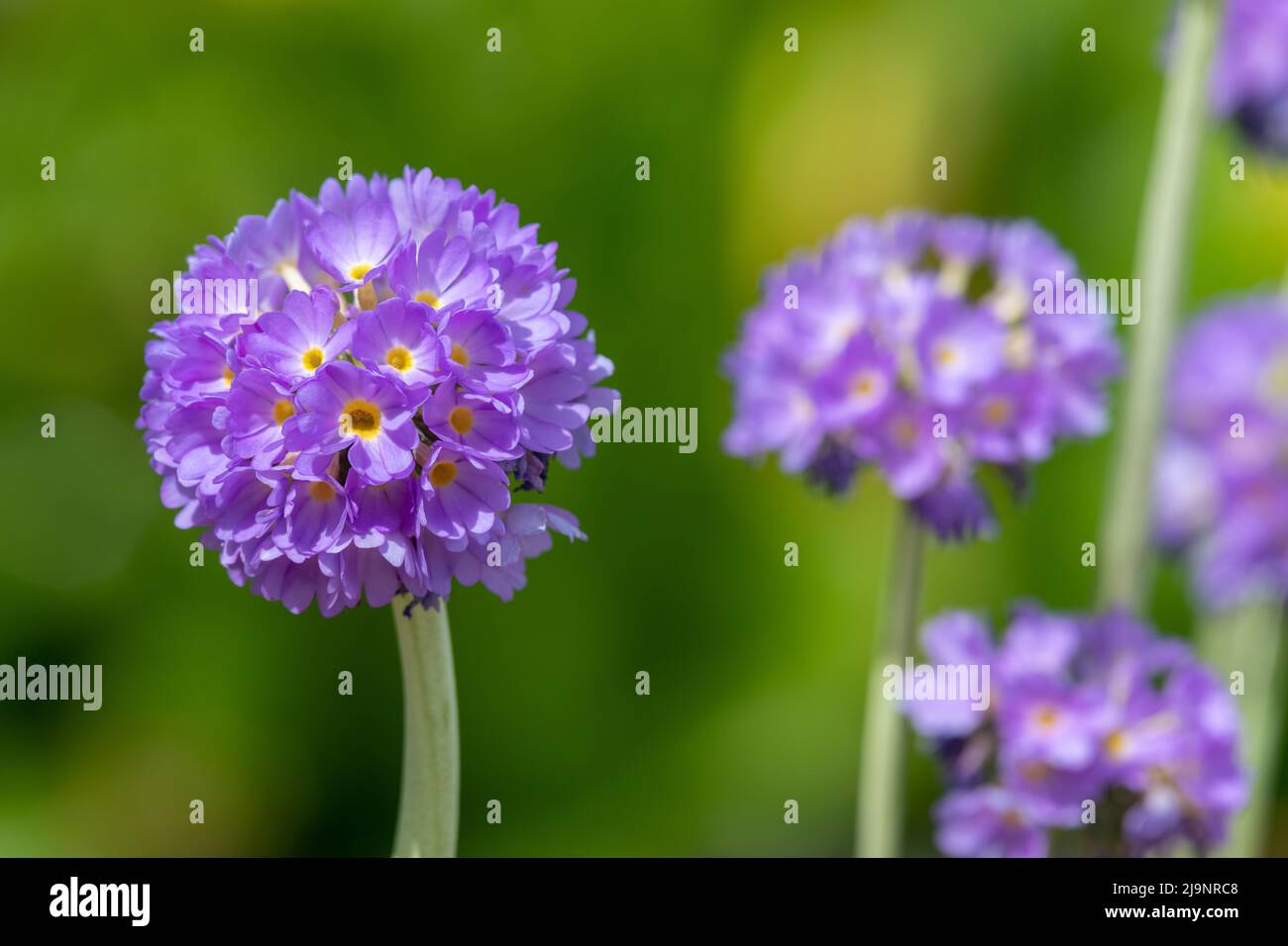 Close up of pink drumstick primula (primula denticulata) flowers in bloom Stock Photo