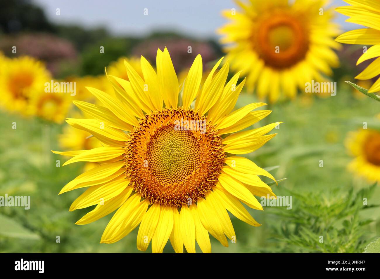 Sunflower Fields in North Carolina Stock Photo