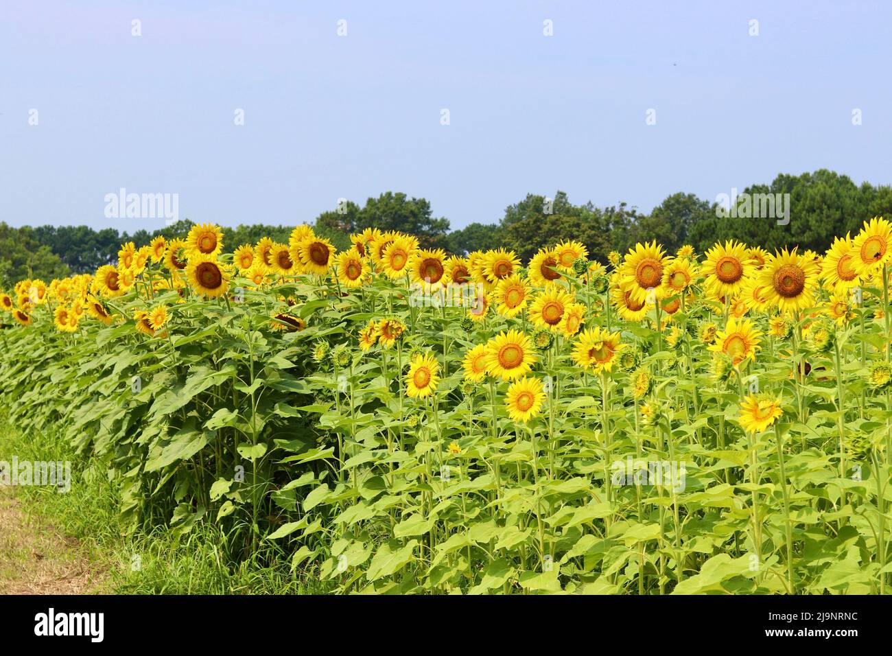 Sunflower Fields in North Carolina Stock Photo Alamy