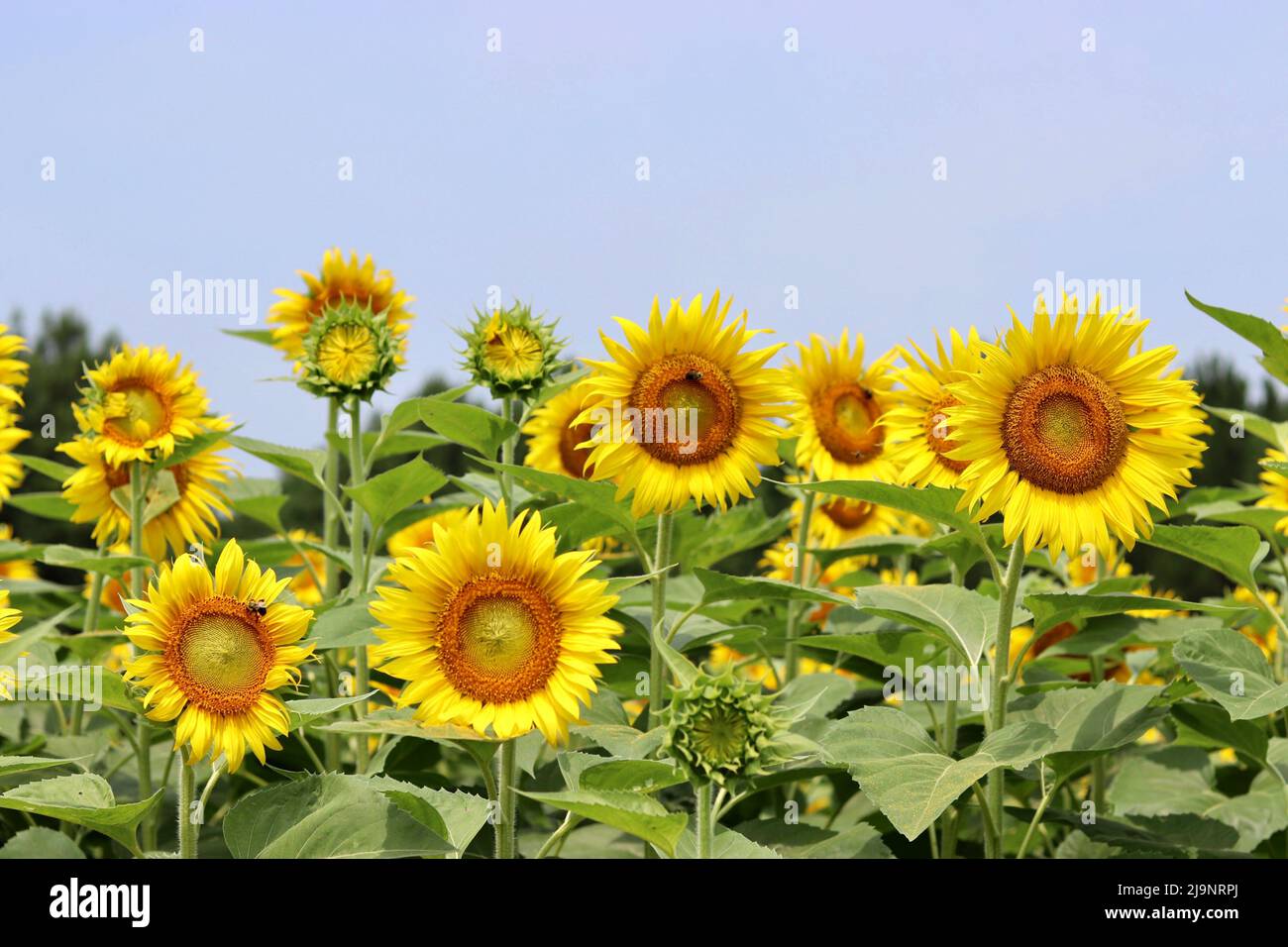 Sunflower Fields in North Carolina Stock Photo Alamy