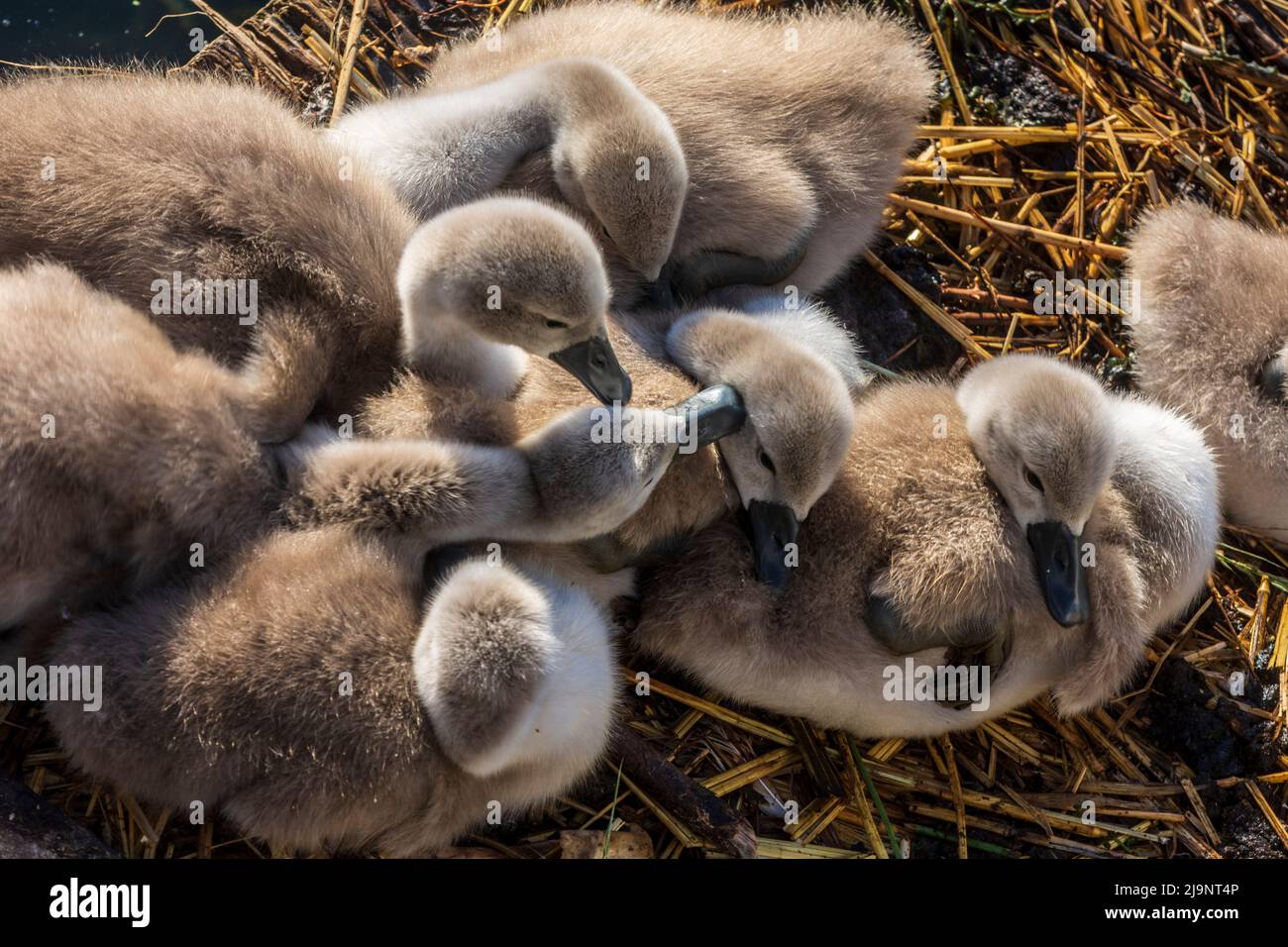 Wien, Vienna: chicks of mute swan (Cygnus olor) in nest in 22. Donaustadt, Wien, Austria Stock Photo