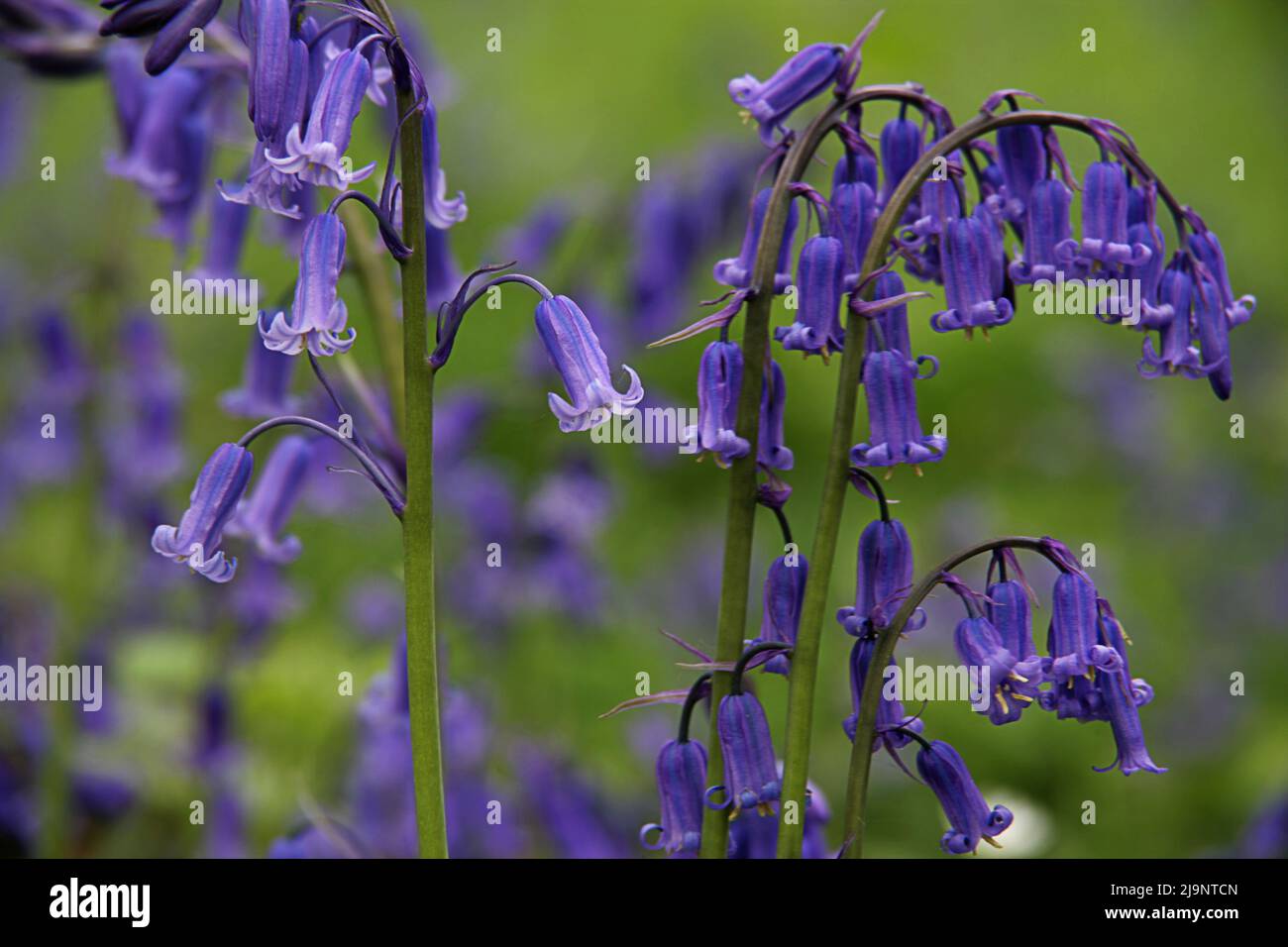 Wild bluebells (Hyacinthus non-scriptus) at Lesnes Abbey woods in late April Stock Photo