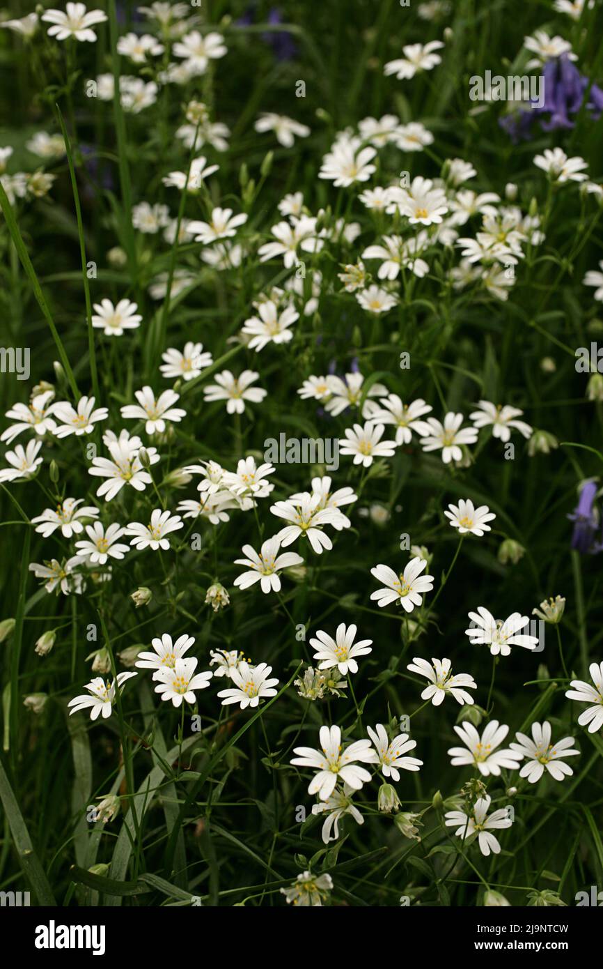The wildflower Greater Stitchwort in Lesnes Abbey Woods, Abbey Wood, London Stock Photo