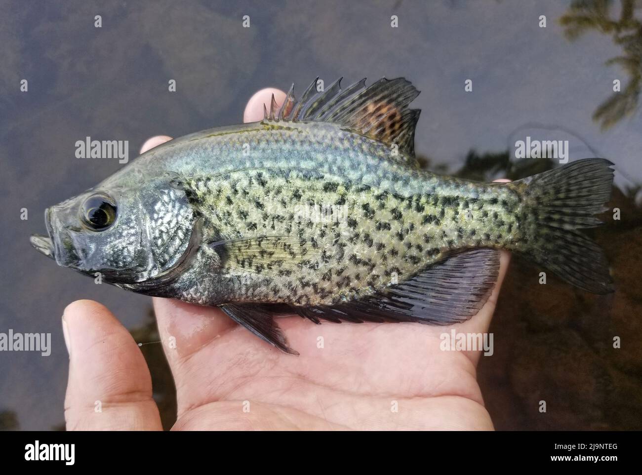 Holding a live crappie before being released in the lake Stock Photo