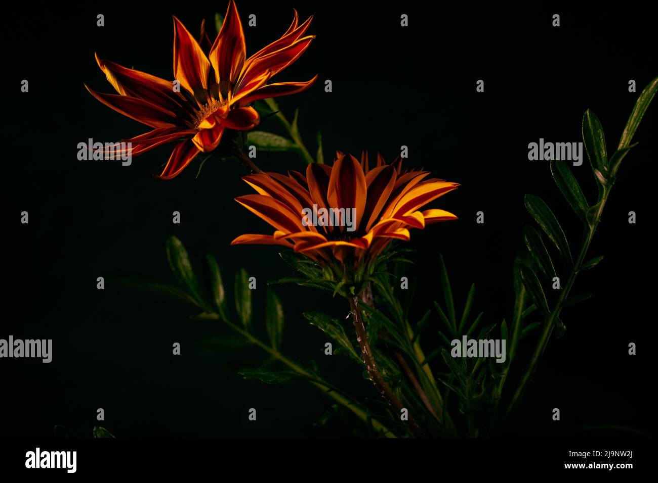 Photo of orange flowers Gazania Harsh with black background Stock Photo