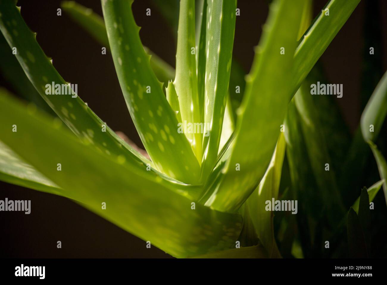 ALOE VERA PLANT CARE PROBLEMS IN POTS visual data 8