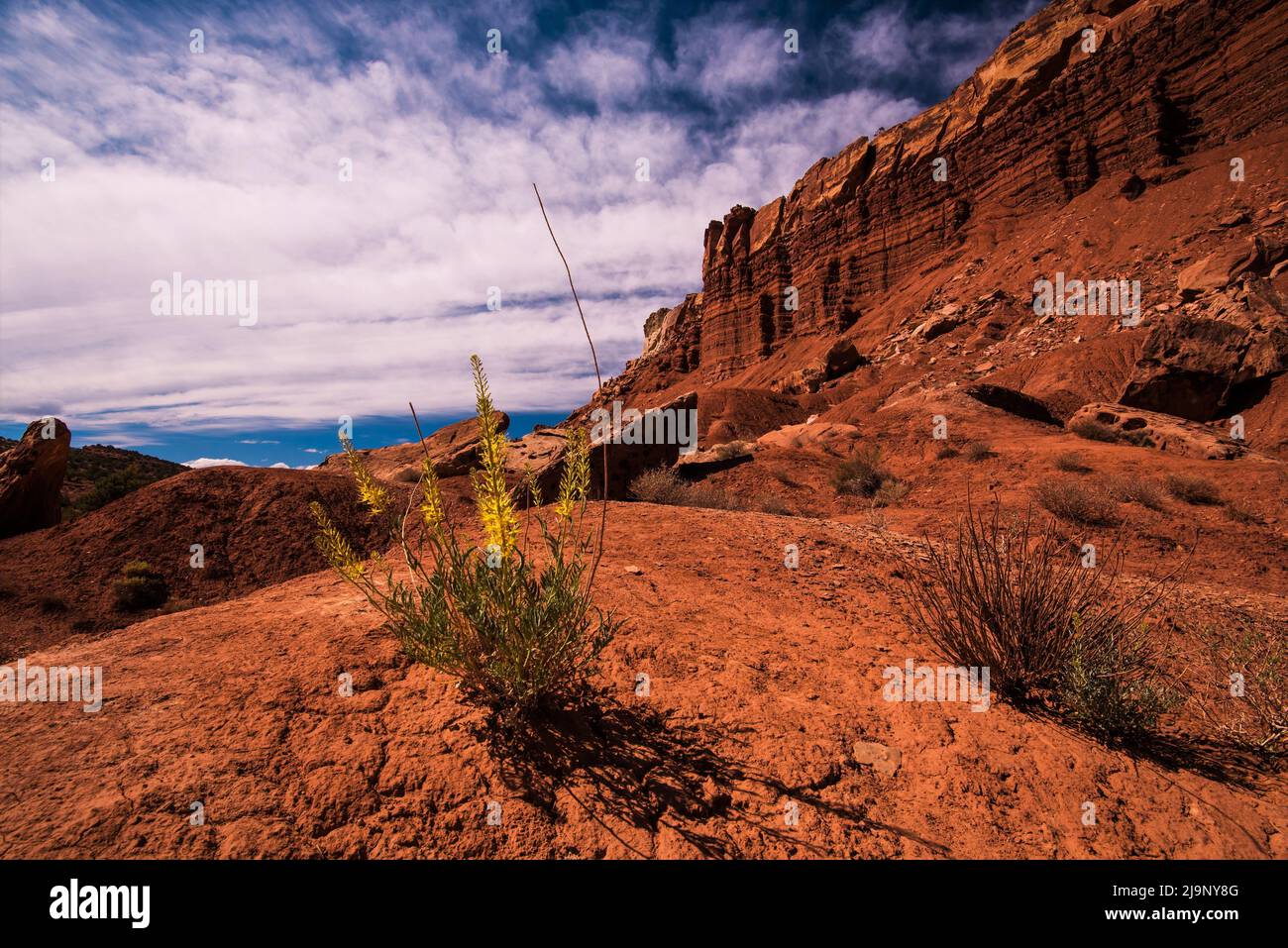 Princes Plume wildflower provides beautiful contrast to the red rock cliffs and red sands  of Capitol Reef National Park, Utah, USA. Stock Photo