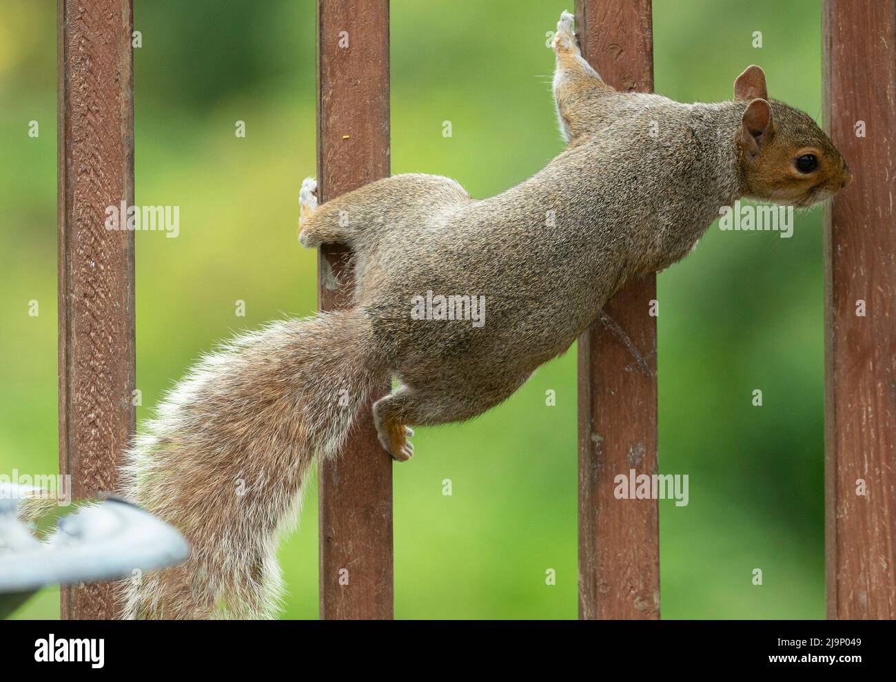 Squirrel clinging to the deck railing Stock Photo Alamy