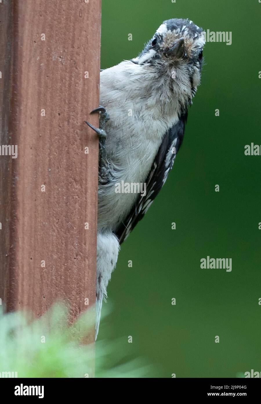 Woodpecker hanging on the deck railing Stock Photo