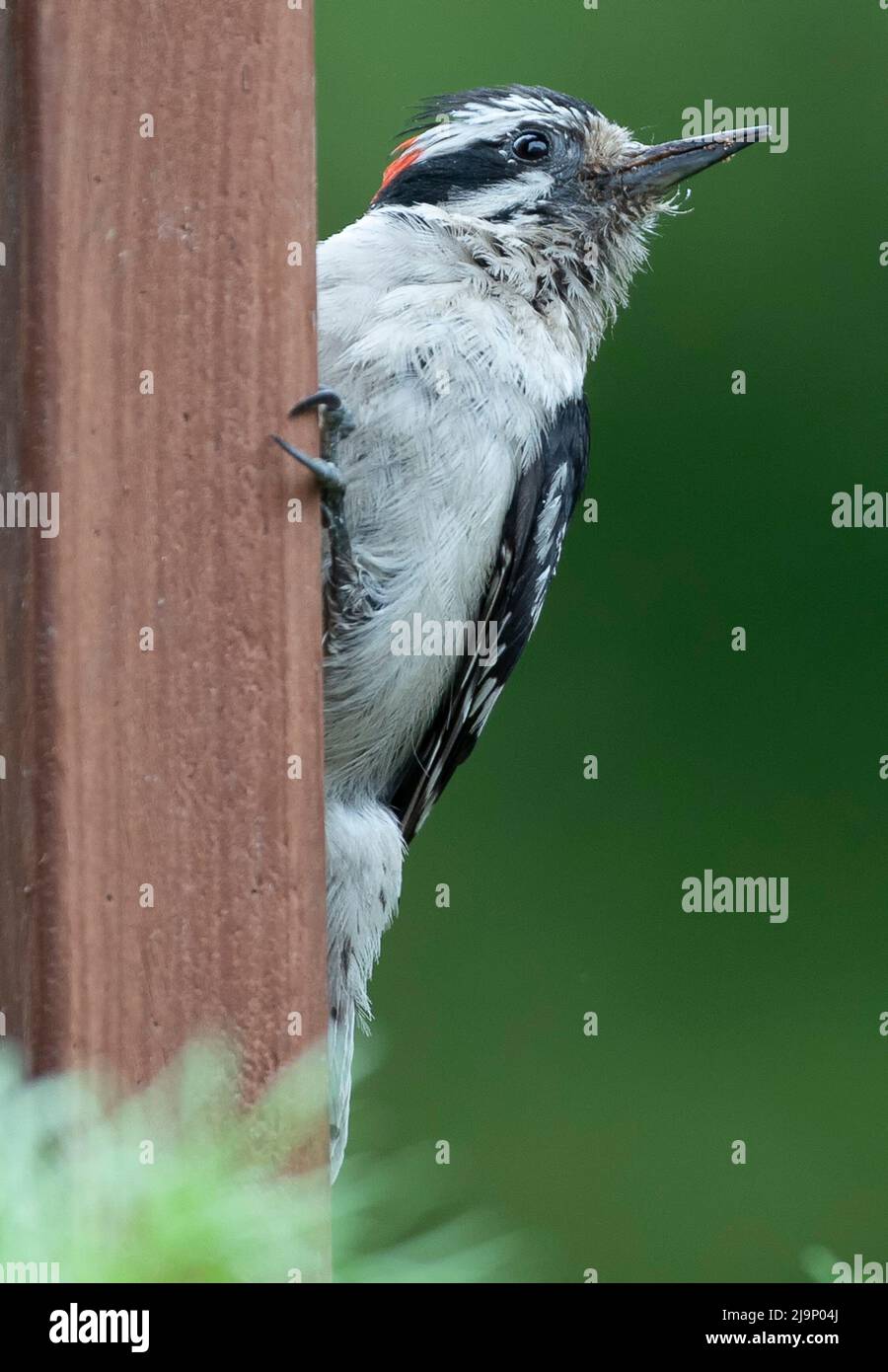 Woodpecker hanging on the deck railing Stock Photo
