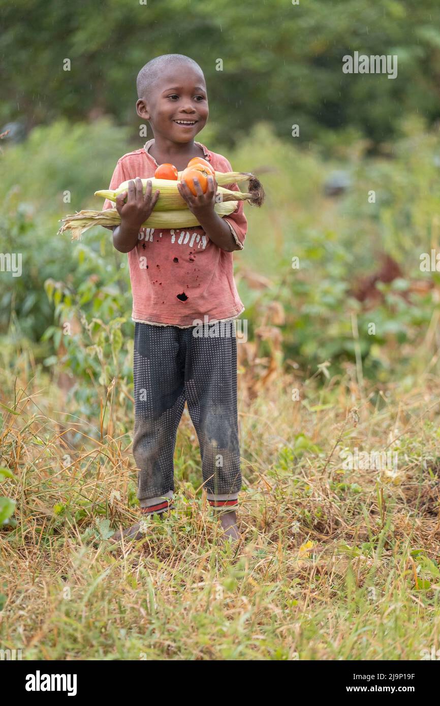 Malindi,Kenya - Agust 21 2021:An African boy. He takes the harvest he collects from his garden to his home. He picked tomatoes and corn from his garde Stock Photo