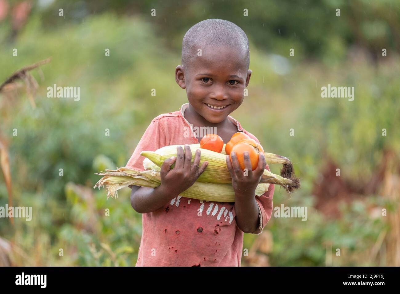 Malindi,Kenya - Agust 21 2021:An African boy. He takes the harvest he collects from his garden to his home. He picked tomatoes and corn from his garde Stock Photo